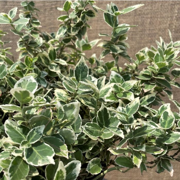 Euonymus Fortunei Emerald Gaiety