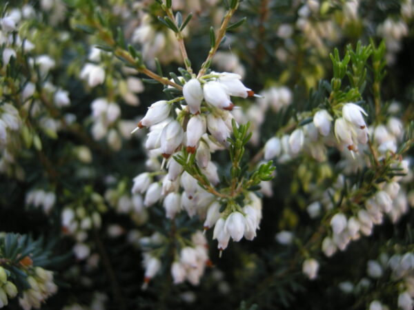 Erica Carnea - imagine 3