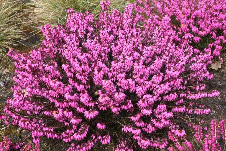 Erica Carnea