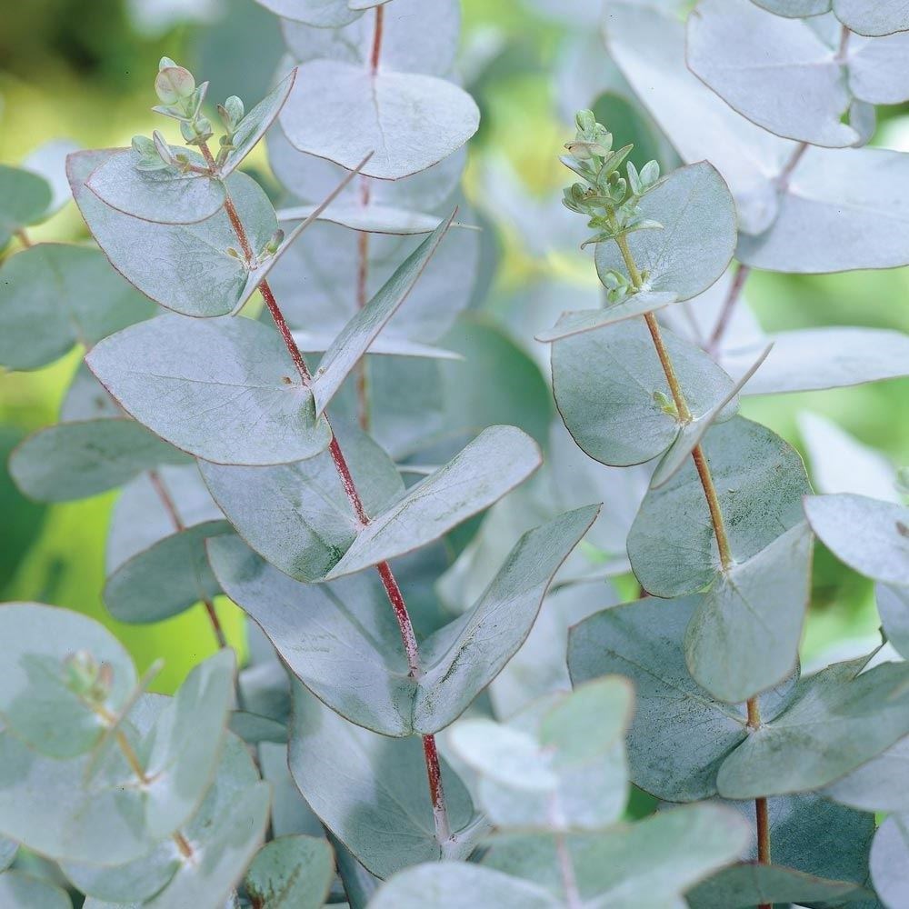 Eucalyptus Gunnii "Blue Ice"