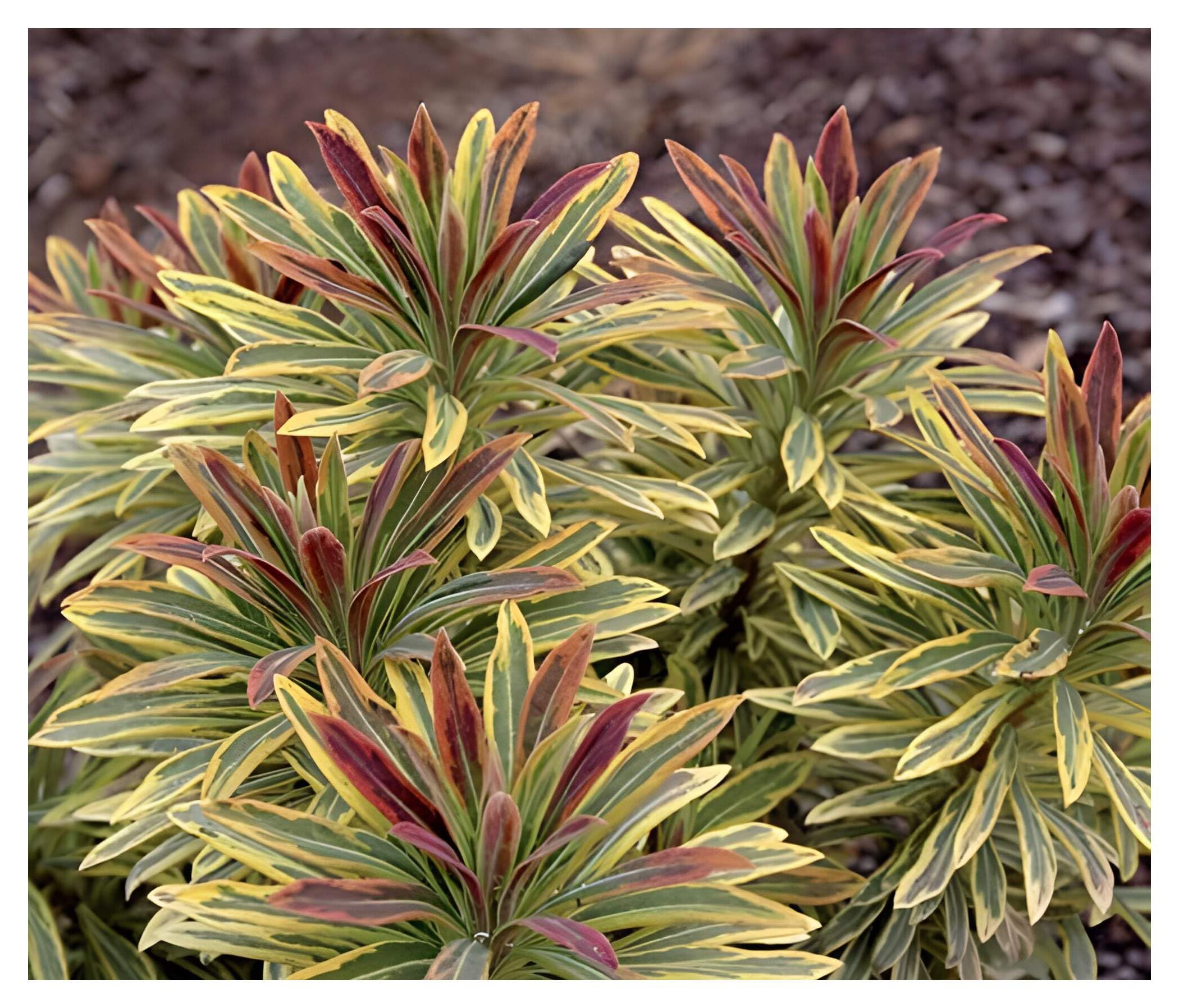 Euphorbia x Martinii Ascot Rainbow