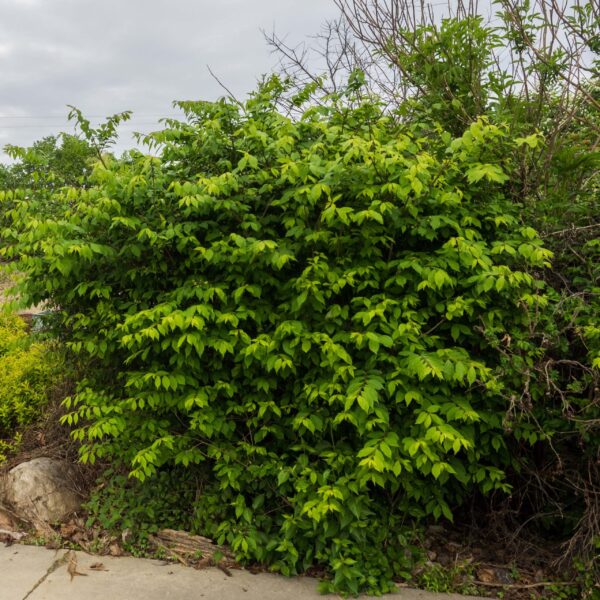 Euonymus Alatus Compactus - imagine 2