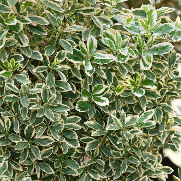 Euonymus Japonicus Bravo