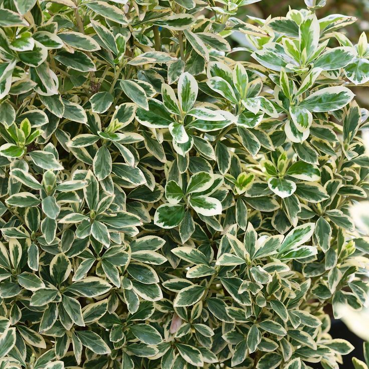 Euonymus Japonicus Bravo
