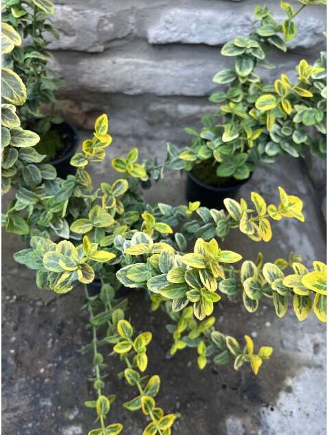 Euonymus Fortunei Emerald Gold
