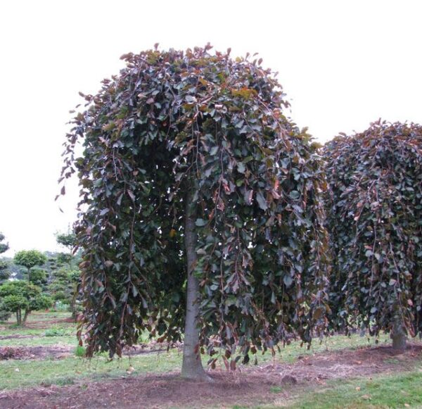Fagus Sylvatica Purpurea Pendula