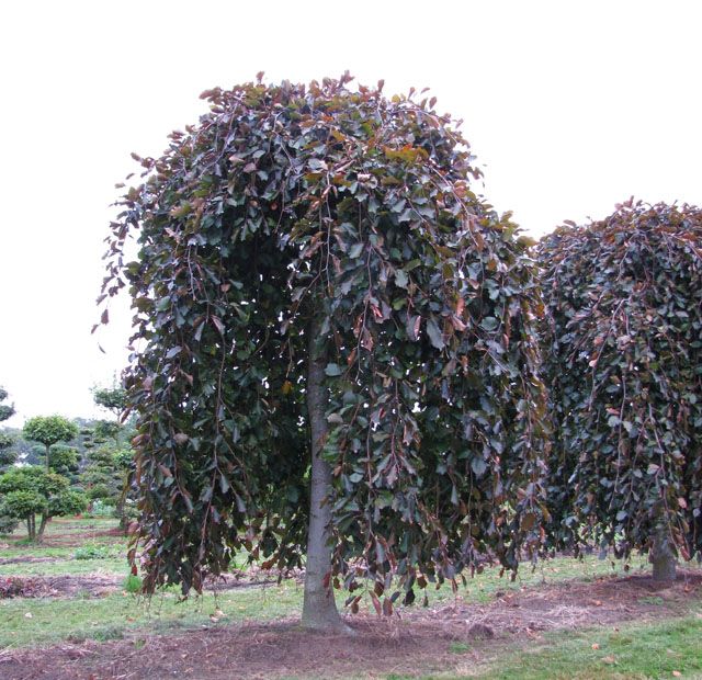 Fagus Sylvatica Purpurea Pendula