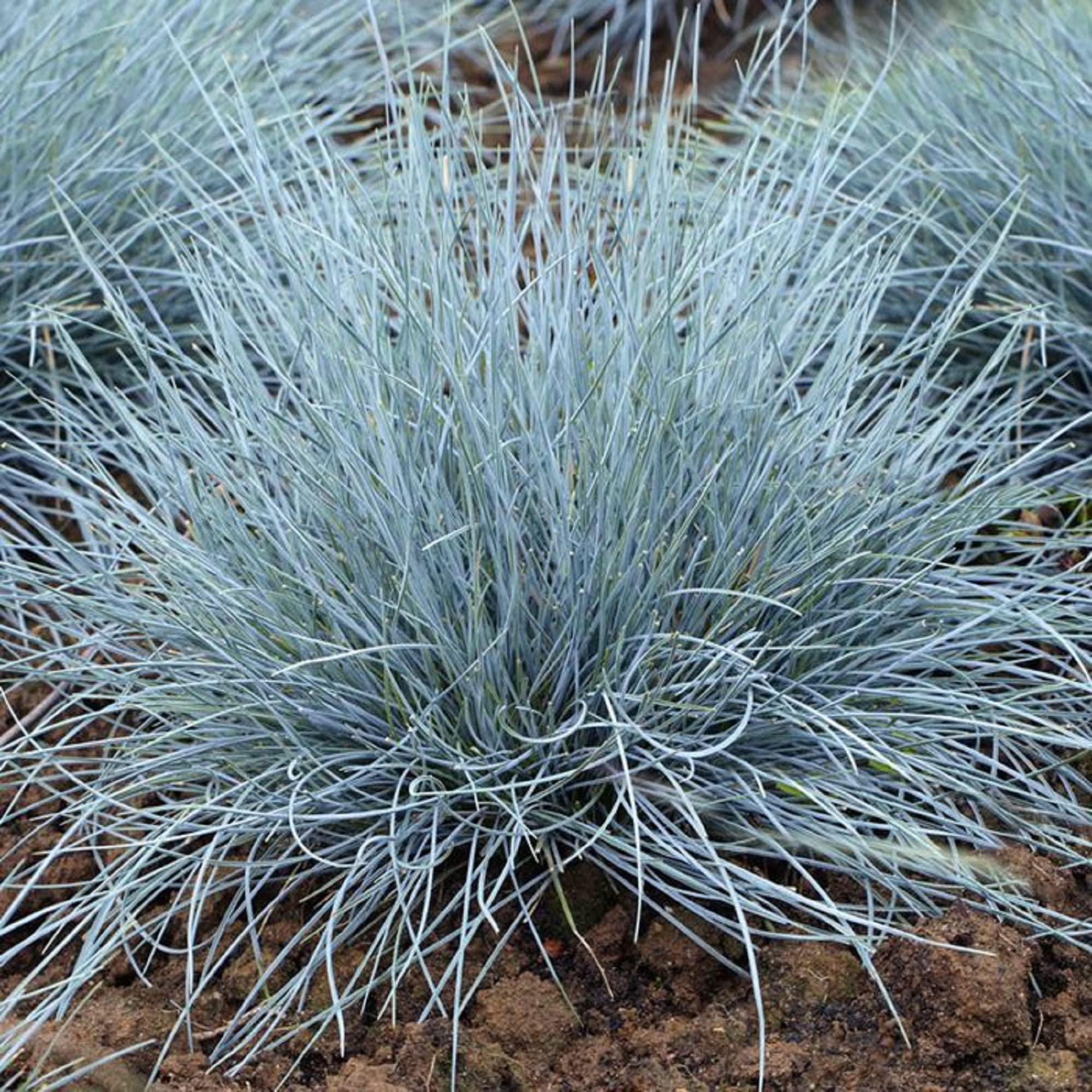 Festuca Glauca