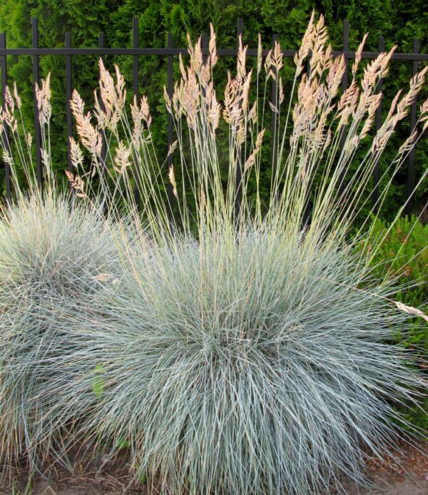 Festuca Glauca - imagine 2