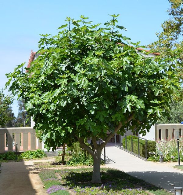 Ficus Carica - imagine 2