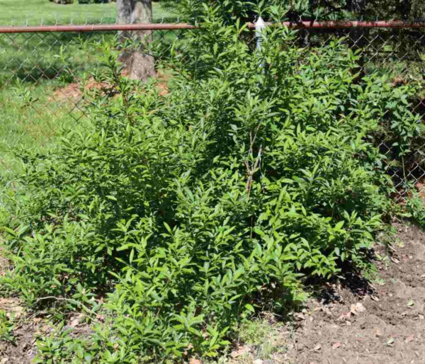 Forsythia Intermedia Ssp. - imagine 2