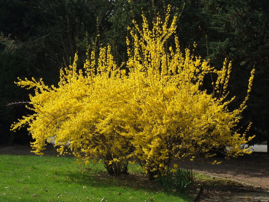 Forsythia Intermedia Ssp.