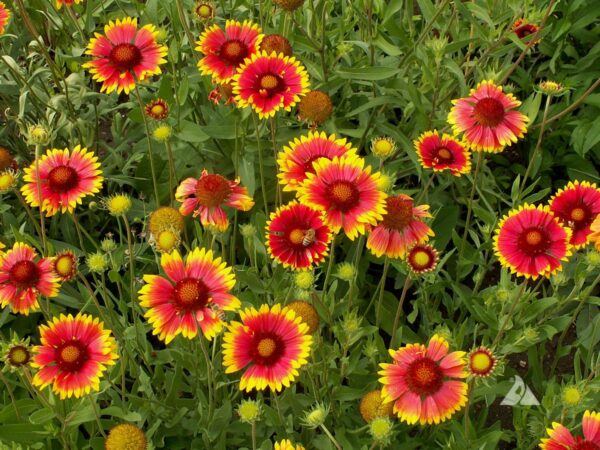Gaillardia Aristata Ssp. - imagine 2