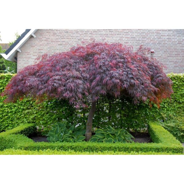 Acer Dissectum Garnet
