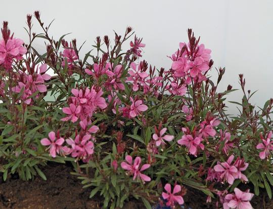Gaura Lindheimeri Ssp.