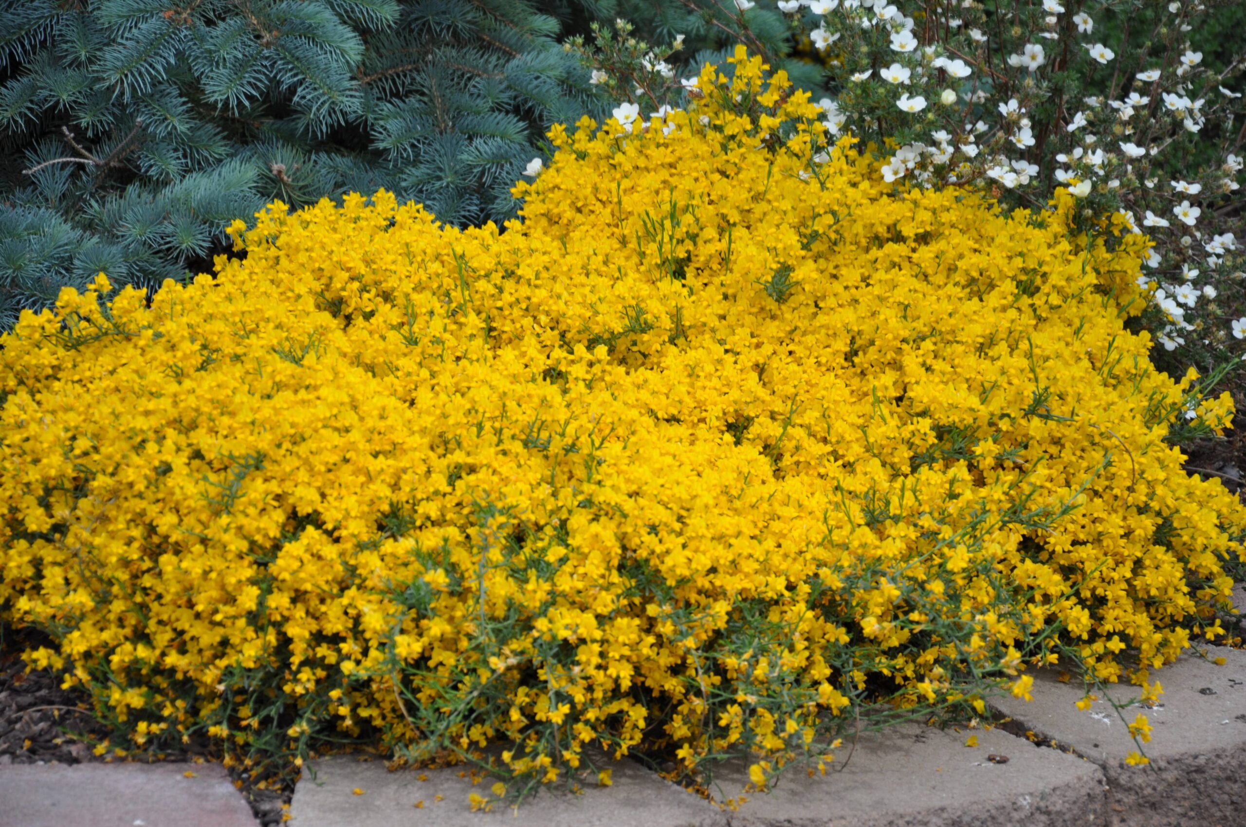 Genista Lydia