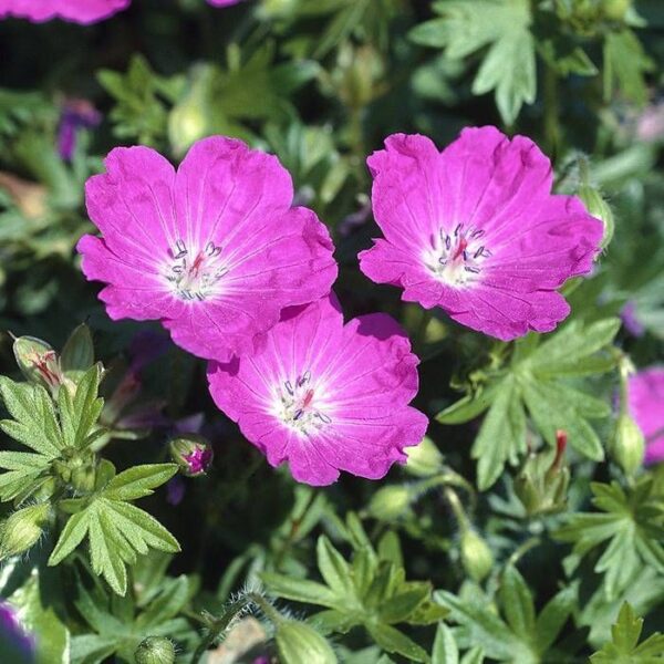 Geranium Sang Max Frei - imagine 2