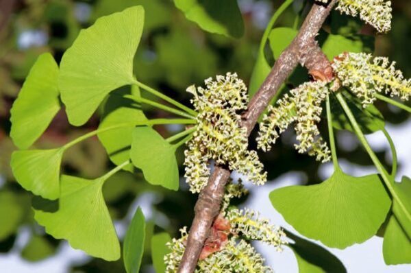 Ginkgo Biloba - imagine 3