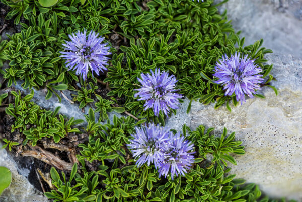 Globularia Repens