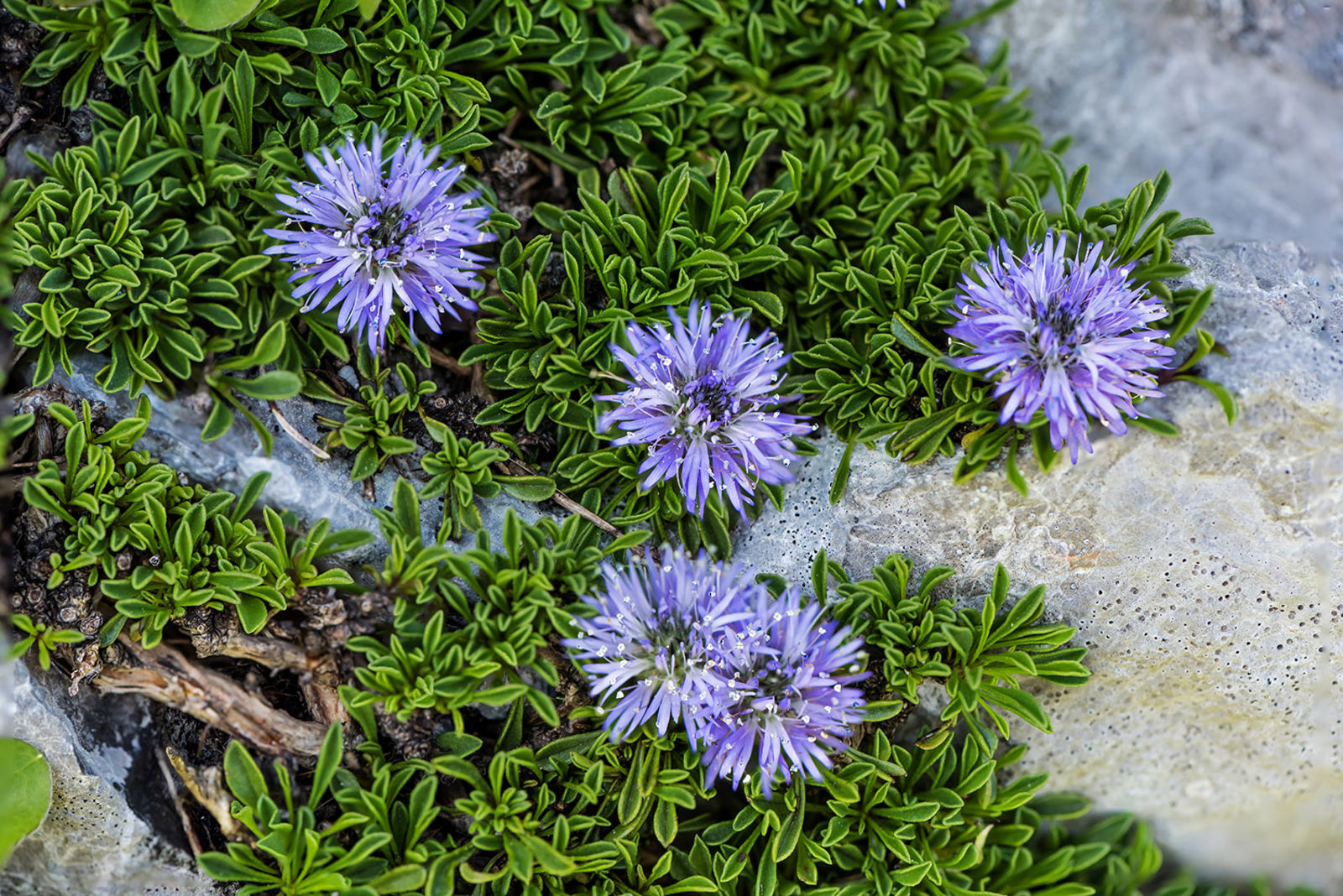 Globularia Repens