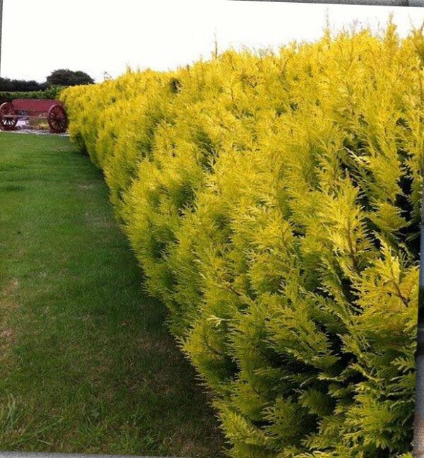 Cupressocyparis Leylandii Gold Rider - imagine 2