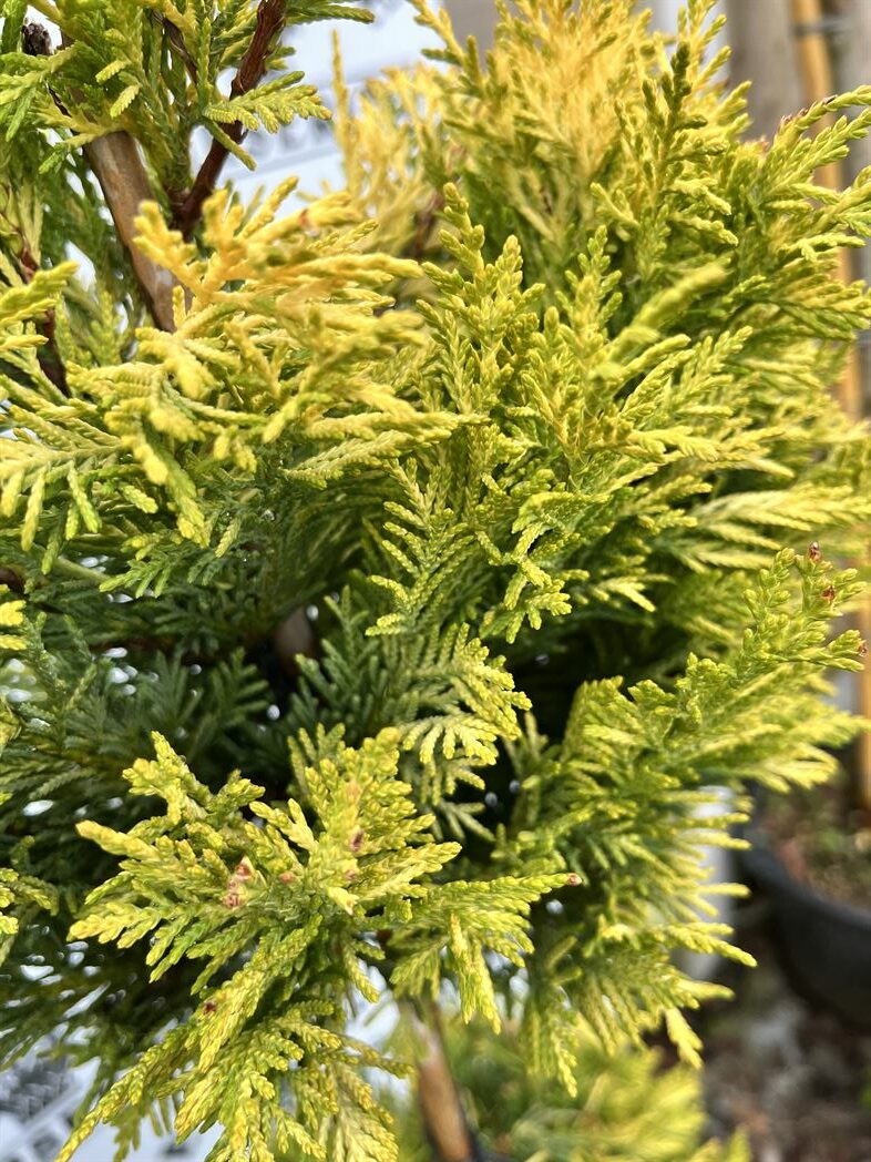 Cupressocyparis Leylandii Gold Rider