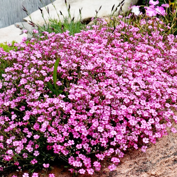 Gypsophila Repens 'Filou Rose'