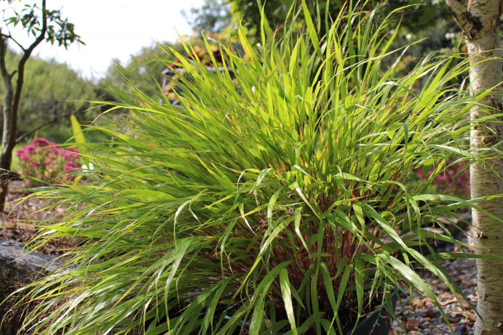 Hakonechloa Macra Ssp.