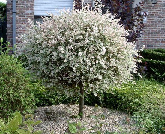 Salix Hakuro Nisiki