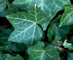 Hedera Helix Ssp.