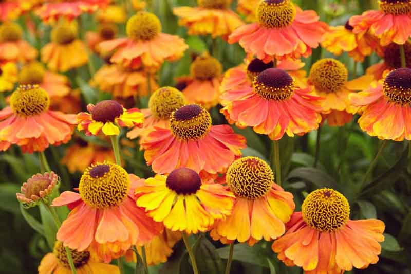 Helenium Autumnale Ssp.