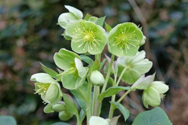 Helleborus Ssp. - imagine 2