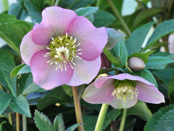 Helleborus Ssp.