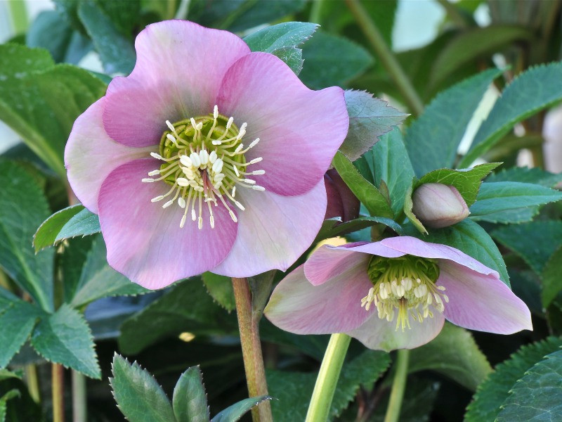 Helleborus Ssp.