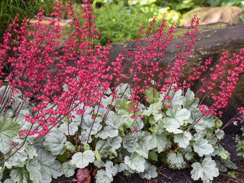 Heuchera Ssp.