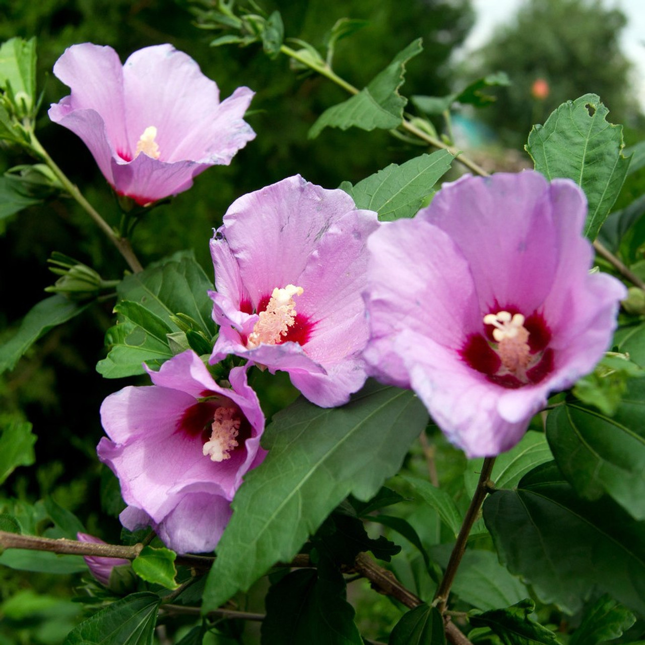 Hibiscus Syriacus