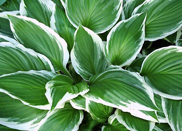 Hosta Ssp.