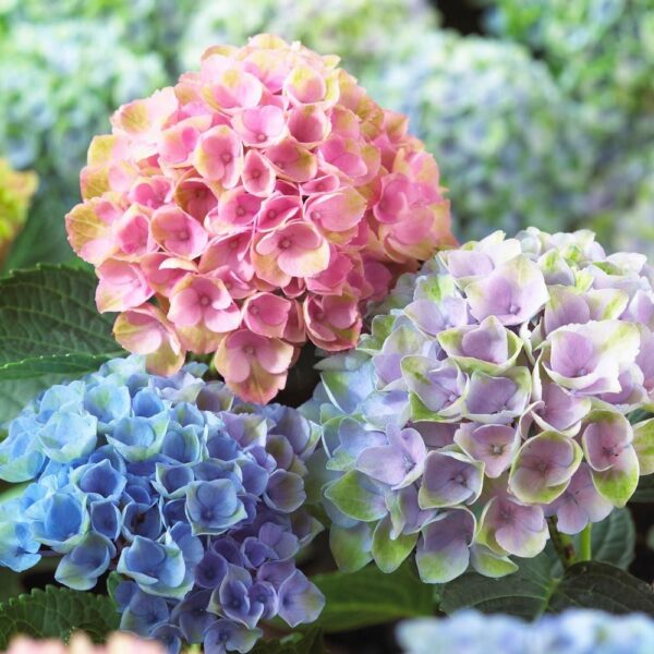 Hydrangea macrophylla ssp. - imagine 2