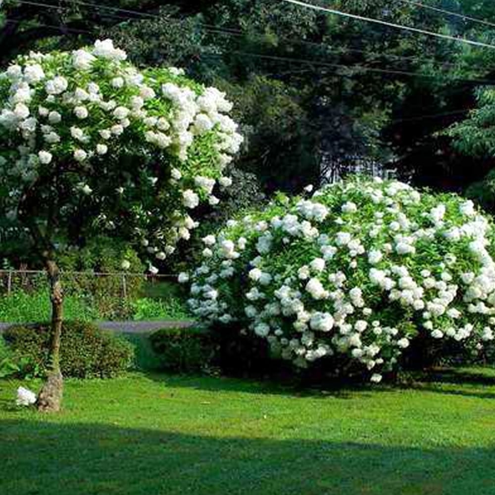 Hydrangea Paniculata Ssp.