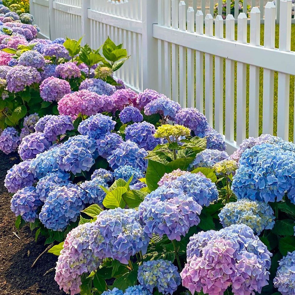 Hydrangea macrophylla ssp.