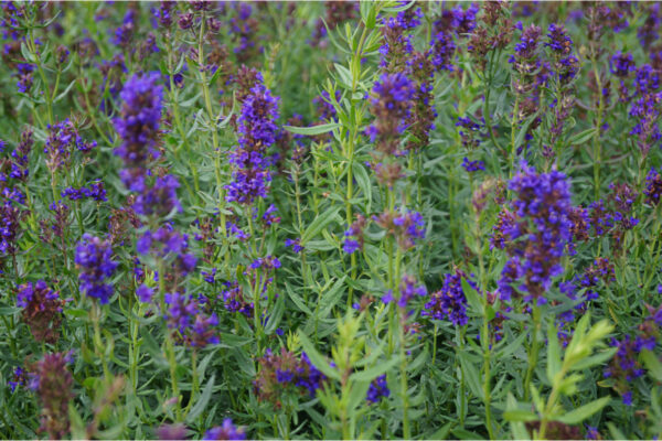 Hyssopus Officinalis Ssp.