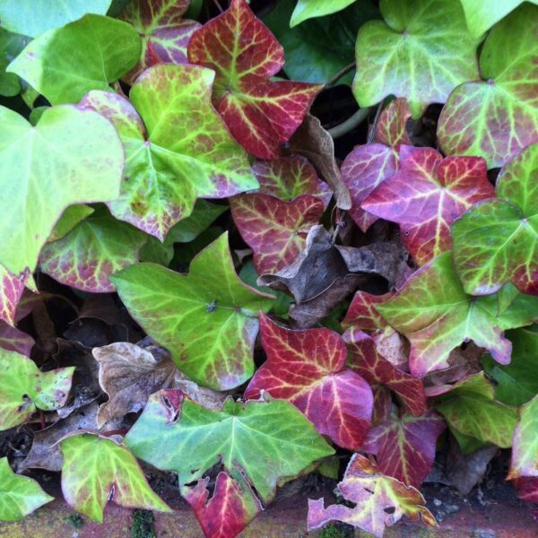 Hedera Helix Ssp. - imagine 4