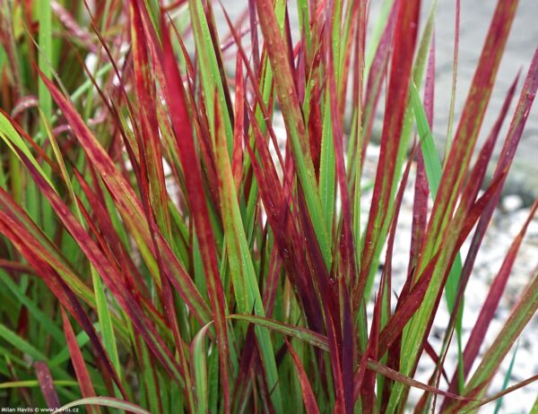 Imperata Cylindrica Red Baron - imagine 2
