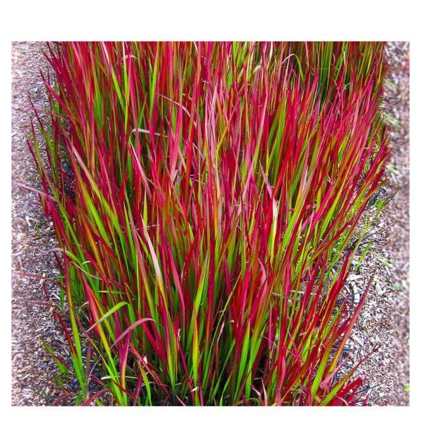 Imperata Cylindrica Red Baron
