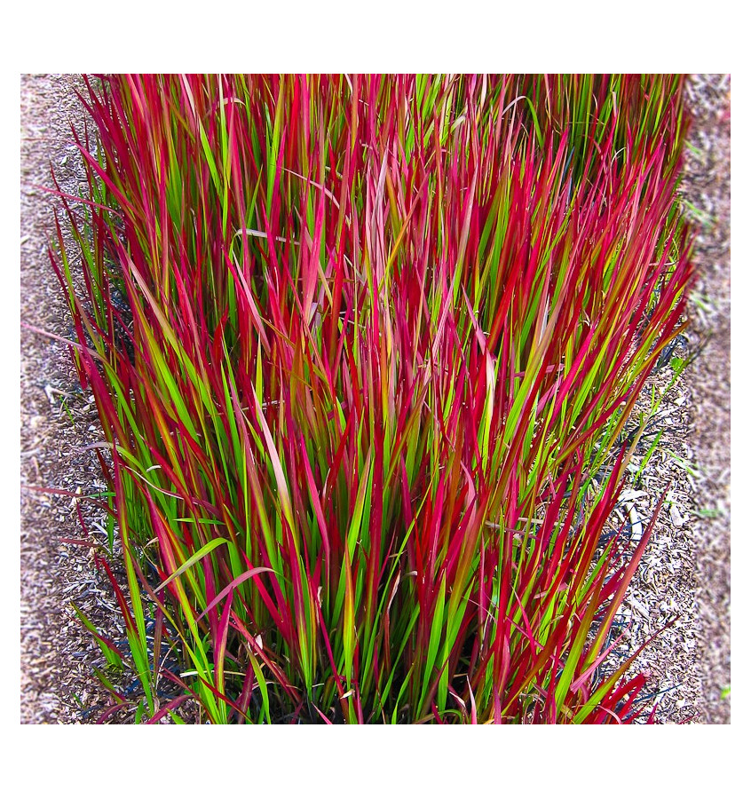 Imperata Cylindrica Red Baron
