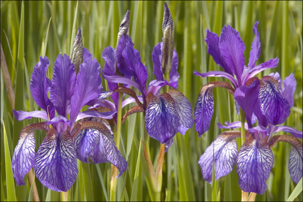 Iris Ssp. - imagine 2