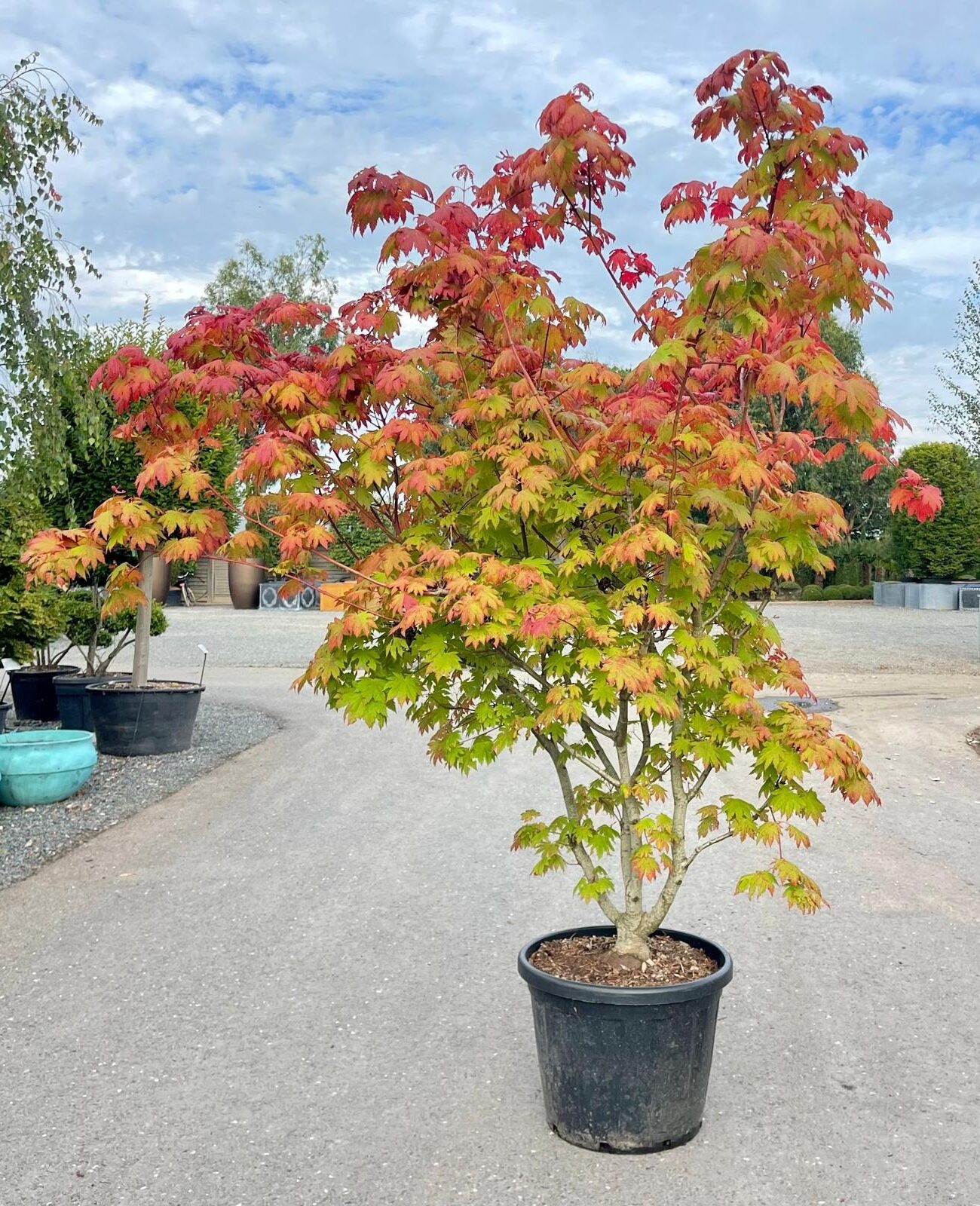 Acer Japonicum