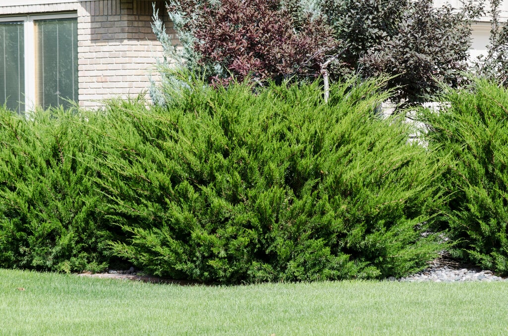 Juniperus Mint Julep