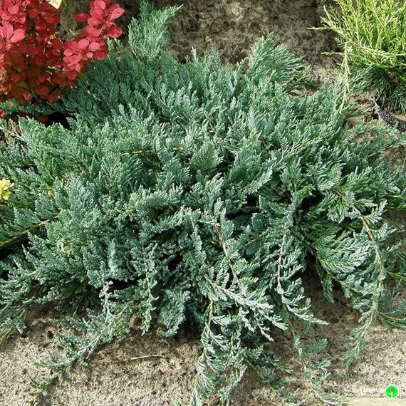 Juniperus Horizontalis Blue Chip