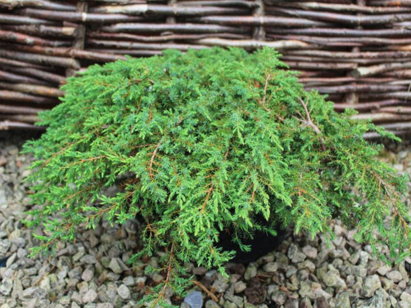 Juniperus Communis Green Carpet